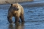 Picture of ADULT GRIZZLY BEAR CHASING FISH-LAKE CLARK NATIONAL PARK AND PRESERVE-ALASKA-SILVER SALMON CREEK