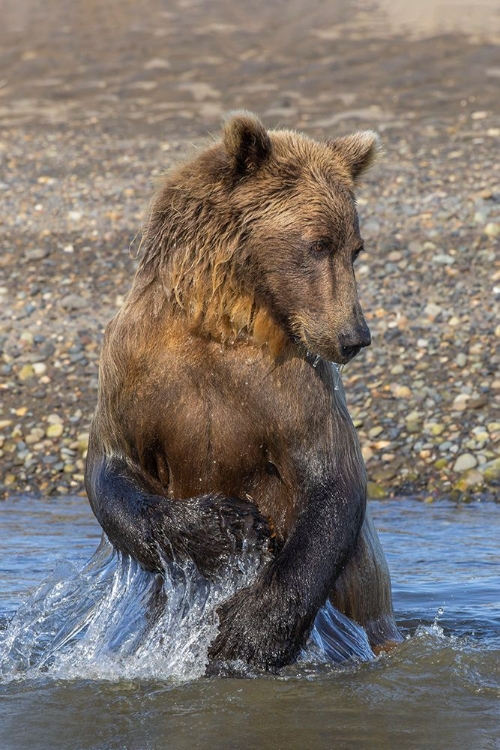 Picture of ADULT GRIZZLY BEAR CHASING FISH-LAKE CLARK NATIONAL PARK AND PRESERVE-ALASKA-SILVER SALMON CREEK