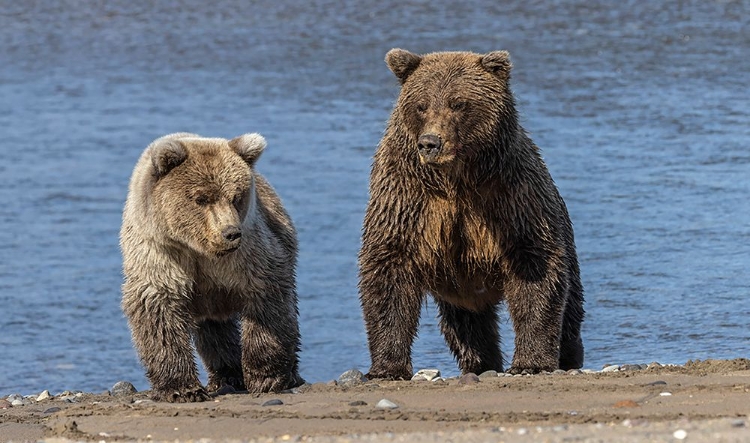 Picture of GRIZZLY BEAR CUB AND ADULT FEMALE-LAKE CLARK NATIONAL PARK AND PRESERVE-ALASKA-SILVER SALMON CREEK