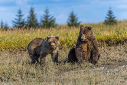 Picture of GRIZZLY BEAR CUB AND ADULT FEMALE-LAKE CLARK NATIONAL PARK AND PRESERVE-ALASKA-SILVER SALMON CREEK