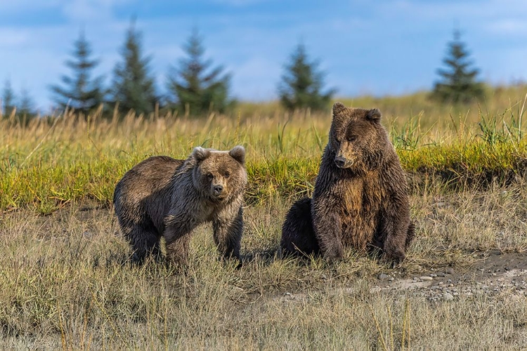 Picture of GRIZZLY BEAR CUB AND ADULT FEMALE-LAKE CLARK NATIONAL PARK AND PRESERVE-ALASKA-SILVER SALMON CREEK