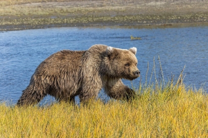 Picture of GRIZZLY BEAR-LAKE CLARK NATIONAL PARK AND PRESERVE-ALASKA-SILVER SALMON CREEK
