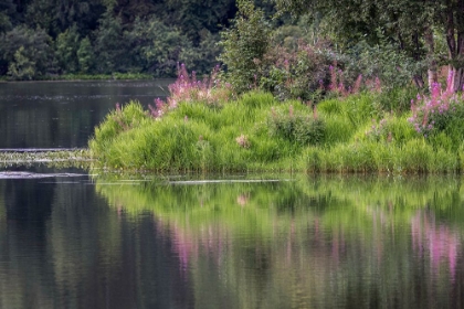 Picture of FIREWEED BLOOMING ON SMALL ISLAND IN LAKE-MARGARET EAGAN SULLIVAN PARK-ANCHORAGE-ALASKA