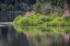 Picture of FIREWEED BLOOMING ON SMALL ISLAND IN LAKE-MARGARET EAGAN SULLIVAN PARK-ANCHORAGE-ALASKA