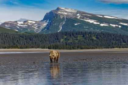 Picture of ADULT FEMALE GRIZZLY BEAR CLAMMING-LAKE CLARK NATIONAL PARK AND PRESERVE-ALASKA