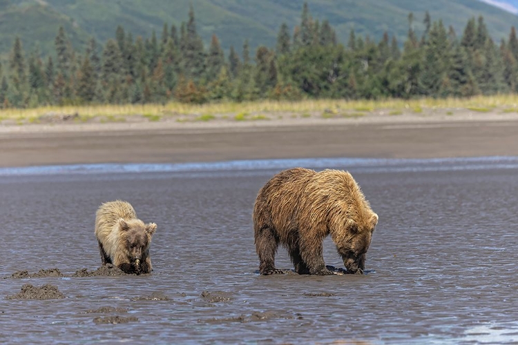 Picture of ADULT FEMALE GRIZZLY BEAR AND CUB CLAMMING-LAKE CLARK NATIONAL PARK AND PRESERVE-ALASKA