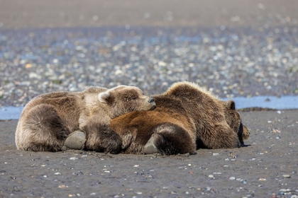 Picture of FEMALE GRIZZLY BEAR WITH SECOND YEAR CUB SLEEPING ON HER BACK-LAKE CLARK NATIONAL PARK