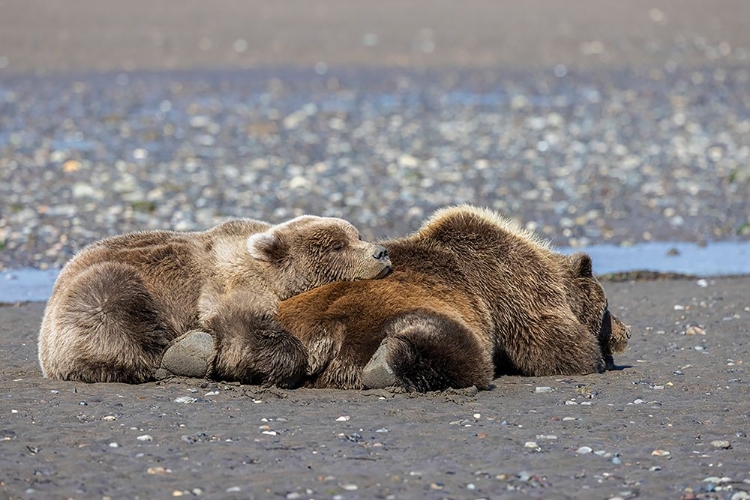 Picture of FEMALE GRIZZLY BEAR WITH SECOND YEAR CUB SLEEPING ON HER BACK-LAKE CLARK NATIONAL PARK