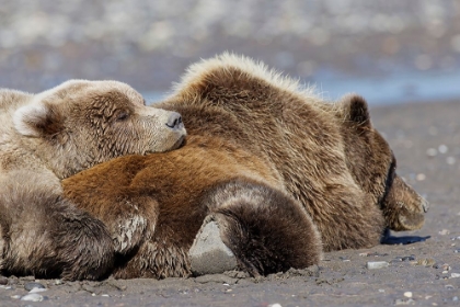 Picture of FEMALE GRIZZLY BEAR WITH SECOND YEAR CUB SLEEPING ON HER BACK-LAKE CLARK NATIONAL PARK