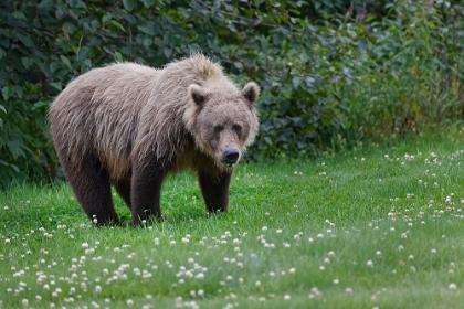 Picture of GRIZZLY BEAR-LAKE CLARK NATIONAL PARK AND PRESERVE-ALASKA