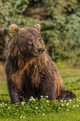 Picture of GRIZZLY BEAR EATING CLOVER-LAKE CLARK NATIONAL PARK AND PRESERVE-ALASKA