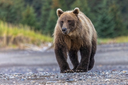 Picture of GRIZZLY BEAR-LAKE CLARK NATIONAL PARK AND PRESERVE-ALASKA
