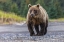 Picture of GRIZZLY BEAR-LAKE CLARK NATIONAL PARK AND PRESERVE-ALASKA