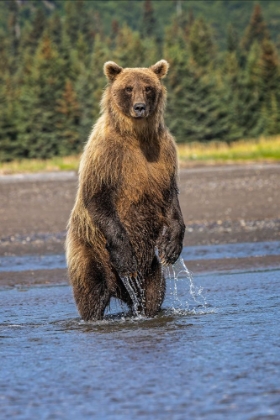 Picture of GRIZZLY BEAR STANDING-LAKE CLARK NATIONAL PARK AND PRESERVE-ALASKA