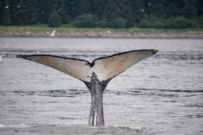 Picture of THIS WHALE SHOWS OFF ITS UNUSUALLY LIGHT COLORED FLUKE NEAR POINT ADOLPHUS-ALASKA