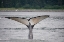 Picture of THIS WHALE SHOWS OFF ITS UNUSUALLY LIGHT COLORED FLUKE NEAR POINT ADOLPHUS-ALASKA