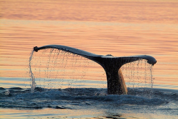 Picture of A HUMPBACK WHALE SHOWS ITS FLUKES AND A WATERFALL AS IT SOUNDS