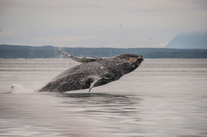 Picture of USA-ALASKA HUMPBACK WHALES JUMPING AND BREACHING