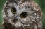 Picture of USA-ALASKA THIS TINY SAW-WHET OWL IS A PERMANENT RESIDENT OF THE ALASKA RAPTOR CENTER