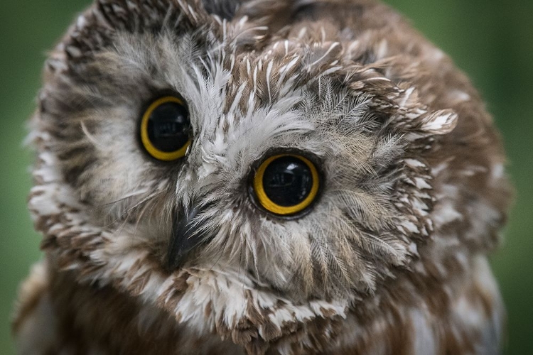 Picture of USA-ALASKA THIS TINY SAW-WHET OWL IS A PERMANENT RESIDENT OF THE ALASKA RAPTOR CENTER