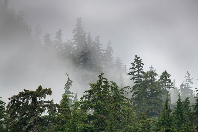 Picture of USA-ALASKA MISTS-FOG AND RAIN FOR THE COASTAL TEMPERATE RAINFOREST IN SOUTHEAST ALASKA