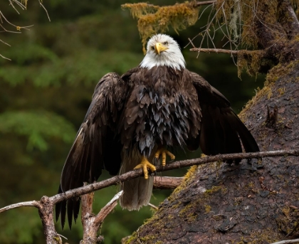 Picture of USA-ALASKA A BALD EAGLE AT ANAN CREEK TRIES TO DRY ITS WINGS DURING A RAINSTORM