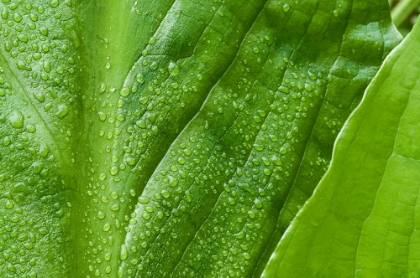 Picture of ALASKA RAINFOREST-RAINDROPS GLISTEN ON THESE HUGE SKUNK CABBAGE LEAVES