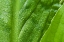 Picture of ALASKA RAINFOREST-RAINDROPS GLISTEN ON THESE HUGE SKUNK CABBAGE LEAVES