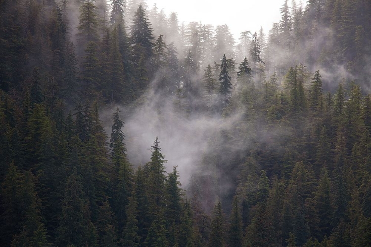 Picture of USA-ALASKA WISPS OF FOG DANCE AMONG TREES IN THIS ALASKA RAINFOREST SCENE ON ADMIRALTY ISLAND