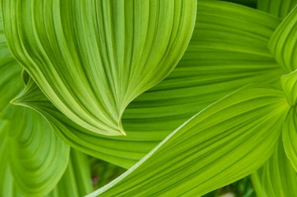 Picture of USA-ALASKA FALSE HELLEBORE-ALSO KNOWN AS CORN LILY