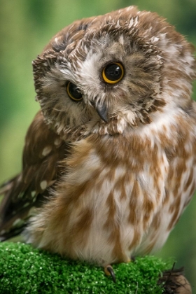 Picture of USA-ALASKA THIS TINY SAW-WHET OWL IS A PERMANENT RESIDENT OF THE ALASKA RAPTOR CENTER IN SITKA