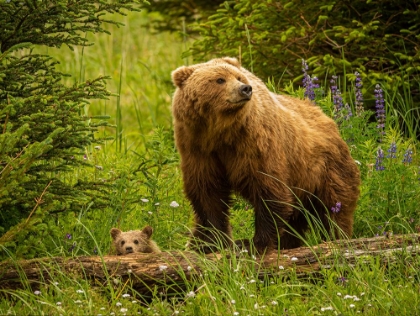 Picture of USA-ALASKA-FEMALE GRIZZLY BEAR AND CUB