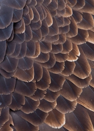 Picture of CLOSE-UP OF BALD EAGLE FEATHER-HOMER-ALASKA-USA