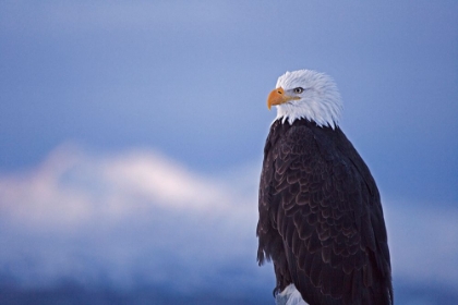 Picture of BALD EAGLE-HOMER-ALASKA-USA