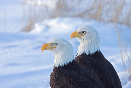 Picture of TWO BALD EAGLES-HALIAEETUS LEUCOCEPHALUS-ALASKA-US