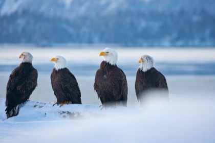 Picture of BALD EAGLE-HOMER-ALASKA-USA