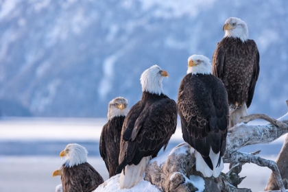 Picture of BALD EAGLE-HOMER-ALASKA-USA