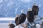 Picture of BALD EAGLE-HOMER-ALASKA-USA