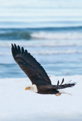 Picture of BALD EAGLE-HOMER-ALASKA-USA