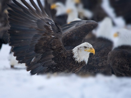 Picture of BALD EAGLE-HOMER-ALASKA-USA