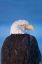 Picture of BALD EAGLE-HOMER-ALASKA-USA