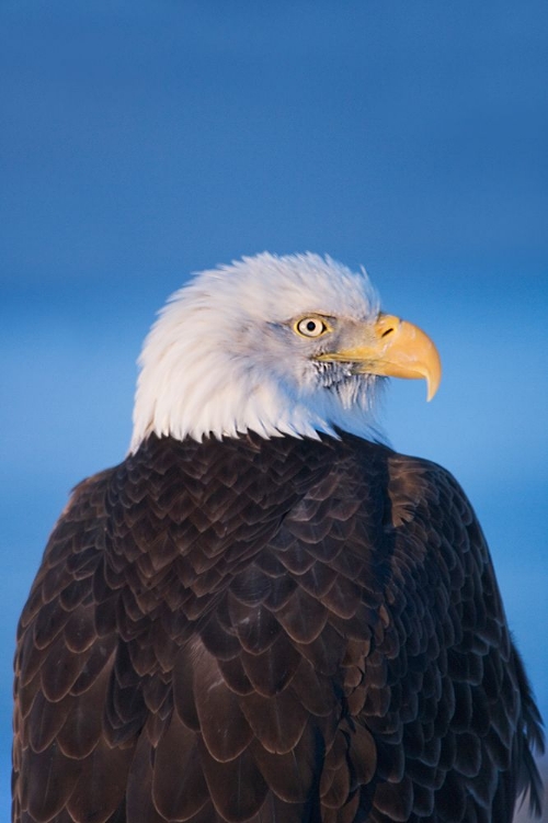 Picture of BALD EAGLE-HOMER-ALASKA-USA