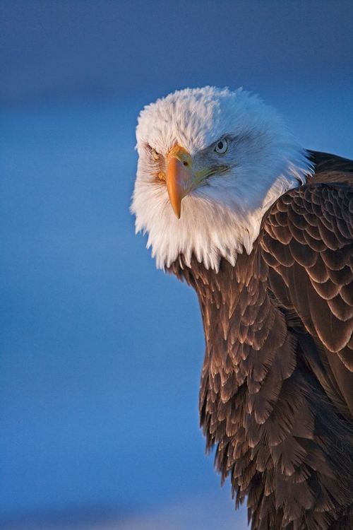 Picture of BALD EAGLE-HOMER-ALASKA-USA