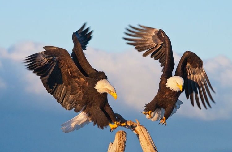 Picture of BALD EAGLE-HOMER-ALASKA-USA