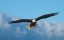 Picture of BALD EAGLE FLYING-HOMER-ALASKA-USA