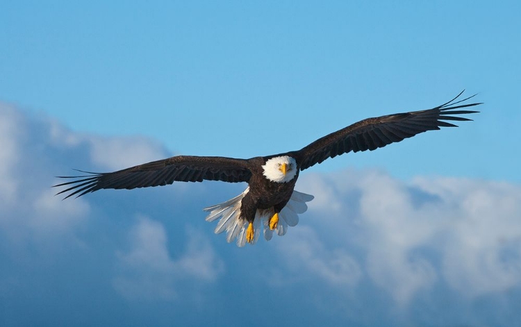 Picture of BALD EAGLE FLYING-HOMER-ALASKA-USA