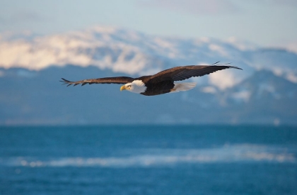 Picture of BALD EAGLE FLYING OVER THE OCEAN-SNOW MOUNTAIN IN THE DISTANCE-HOMER-ALASKA-USA