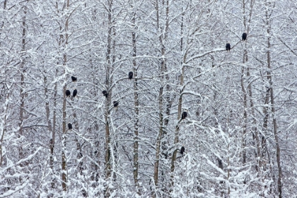 Picture of BALD EAGLES PERCHED ON TREES COVERED WITH SNOW-HAINES-ALASKA-USA