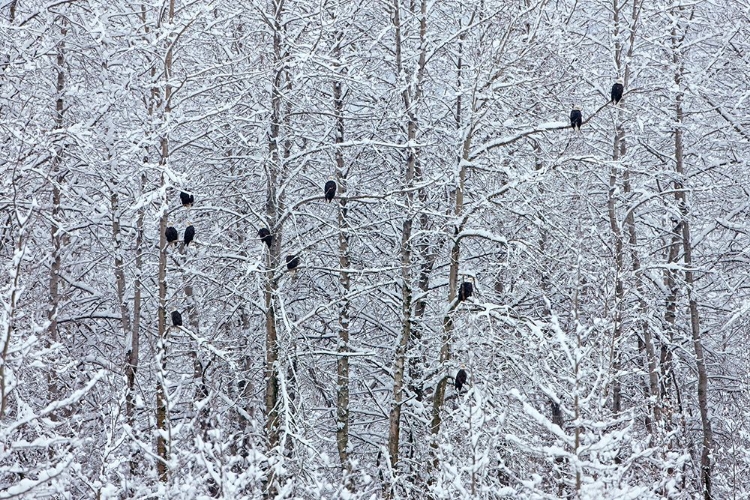 Picture of BALD EAGLES PERCHED ON TREES COVERED WITH SNOW-HAINES-ALASKA-USA