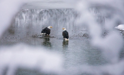 Picture of BALD EAGLES ON THE RIVER IN THE FOREST COVERED WITH SNOW-HAINES-ALASKA-USA